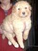 Dandie Dinmont Terrier